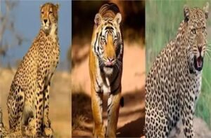 चीता, बाघ और तेंदुआ...तीनों को लेकर अगर आप है कन्फ्यूज तो जानिए अंतर...इस खूबी के लिए जाना जाता है चीता